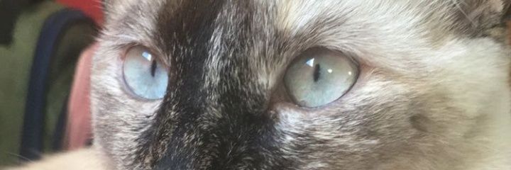 KettySlima's profile banner image
