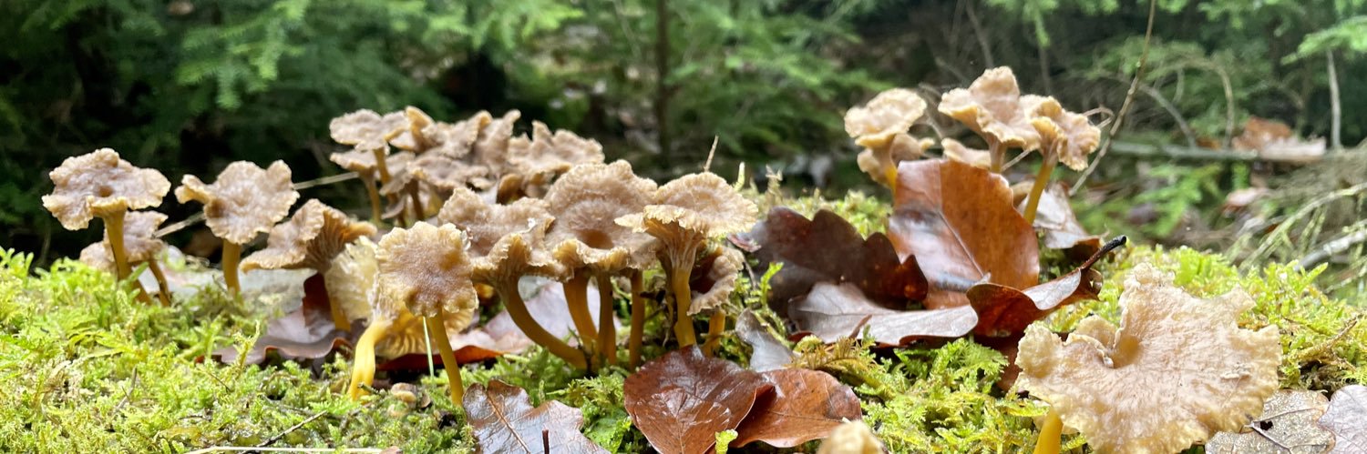 Absolutely Wild banner