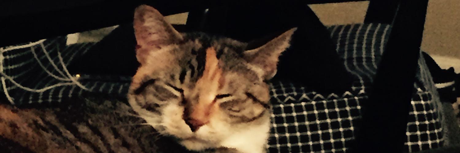 BaileyMagsig's profile banner image