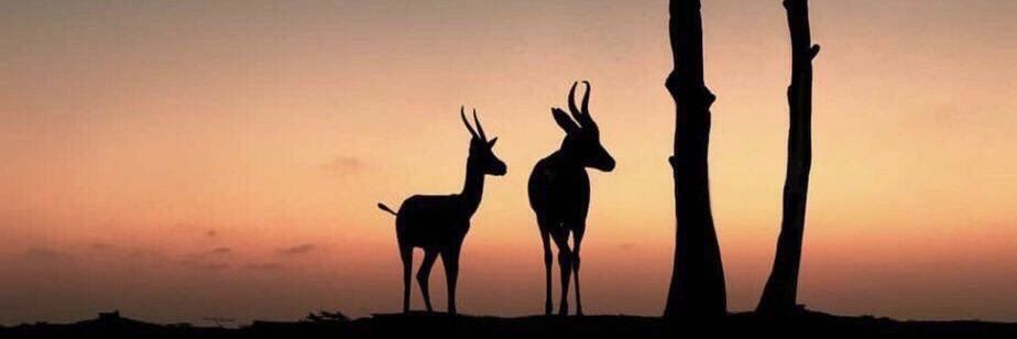 ALgmishm's profile banner image