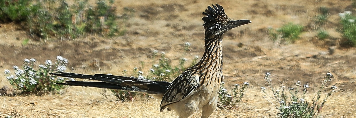 Valley Roadrunner banner