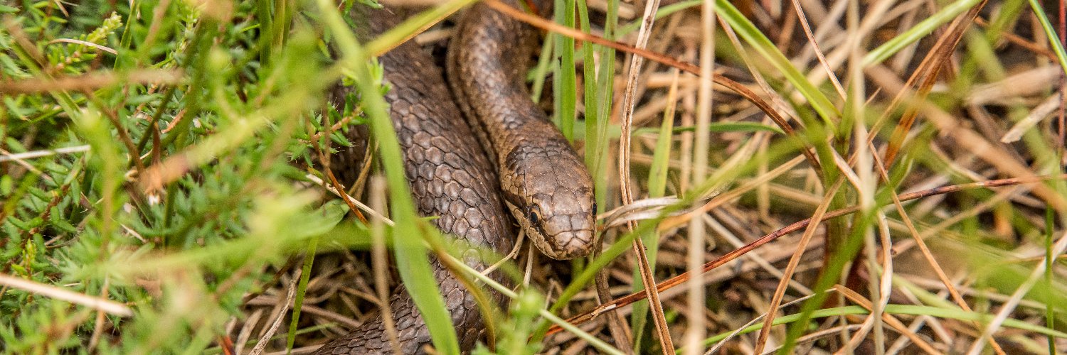 Sylvia Westerhuis banner
