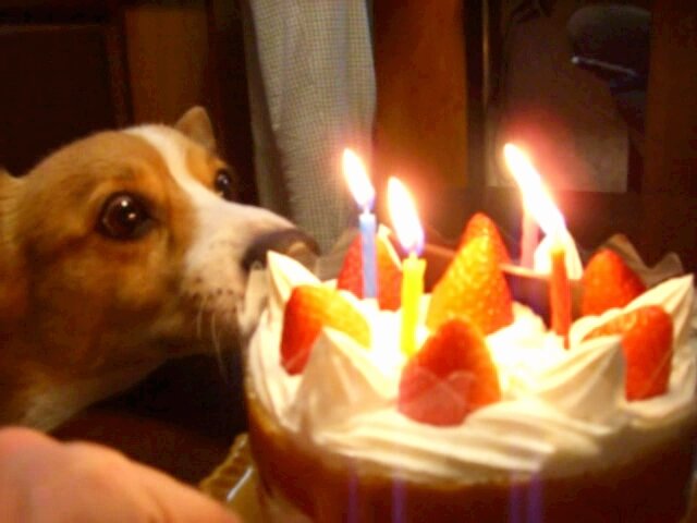 夏にかかる虹🌈大切に更新中✨🦋🐶 banner