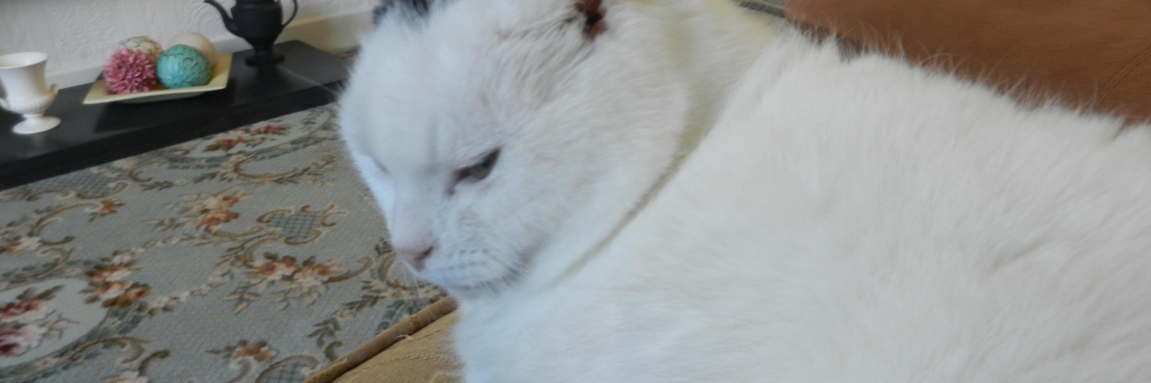 Margaret Shand banner