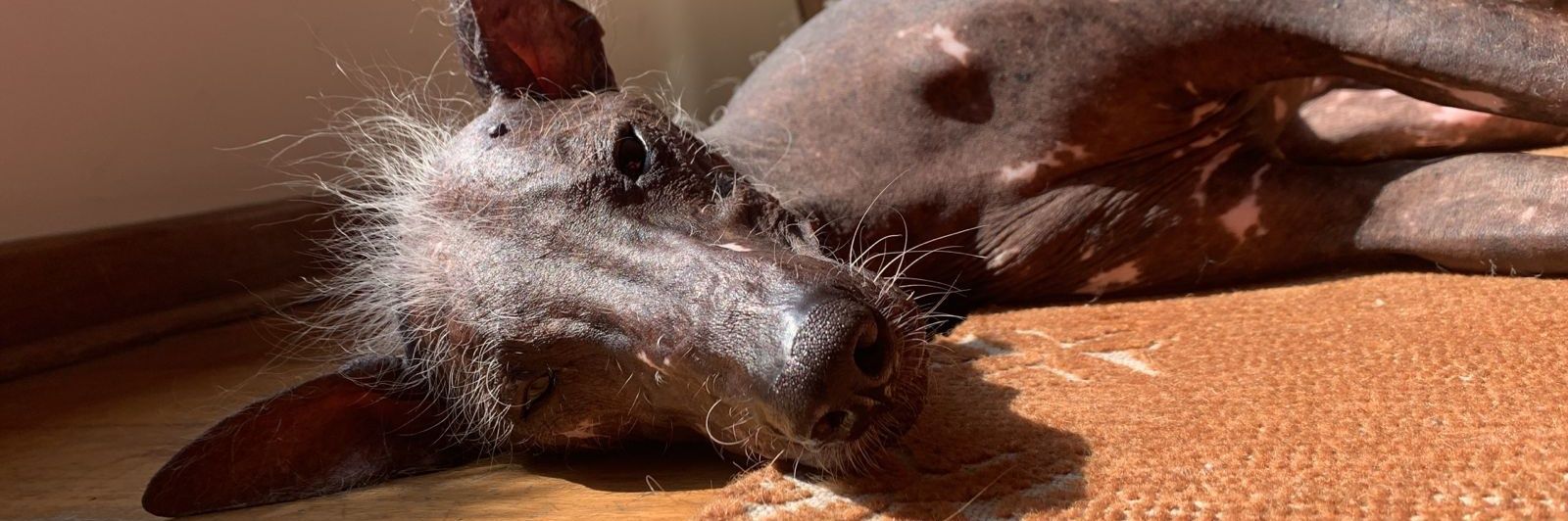 Rox Bravo🇵🇪🏳️‍🌈 banner