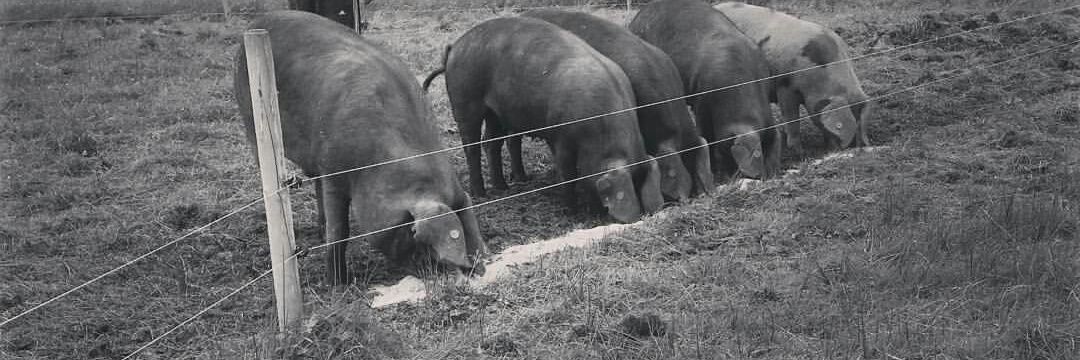 Inagh FreeRange Farm banner