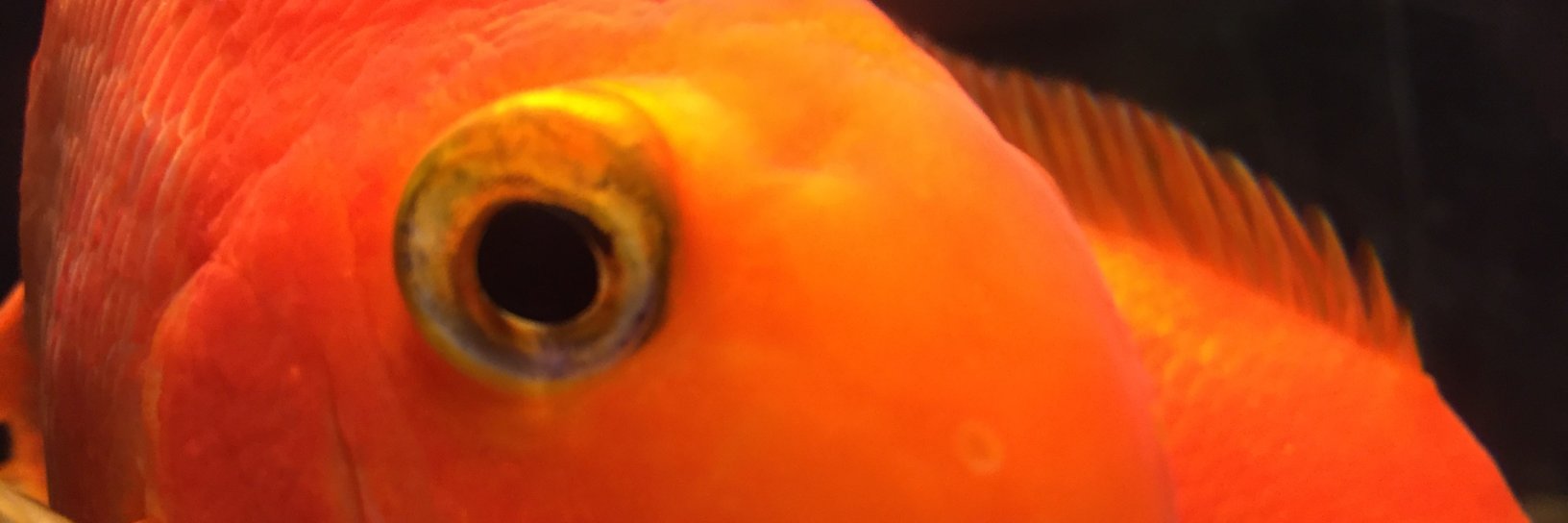 Dan_Emmanue1's profile banner image