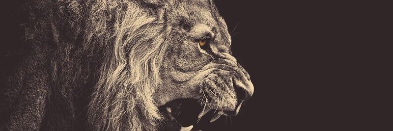 leobulusco's profile banner image