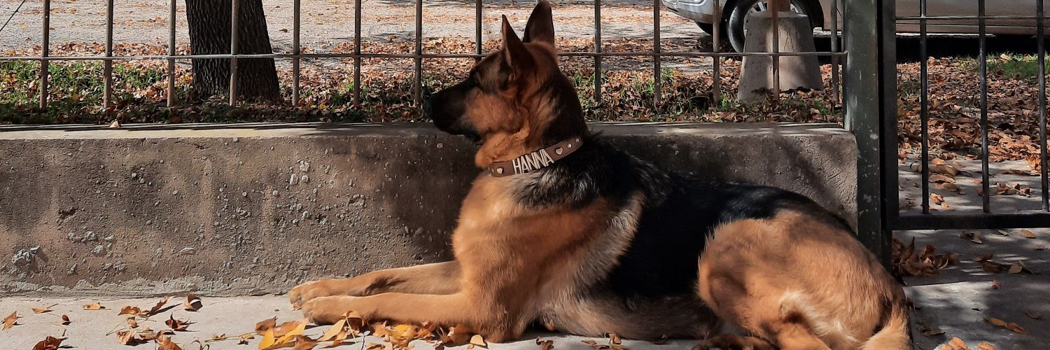 DelfinaApiz's profile banner image