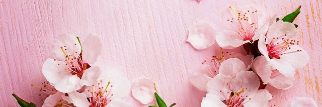 Amorrita's profile banner image