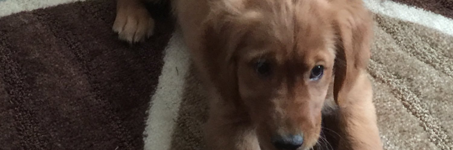 dgiangrande's profile banner image