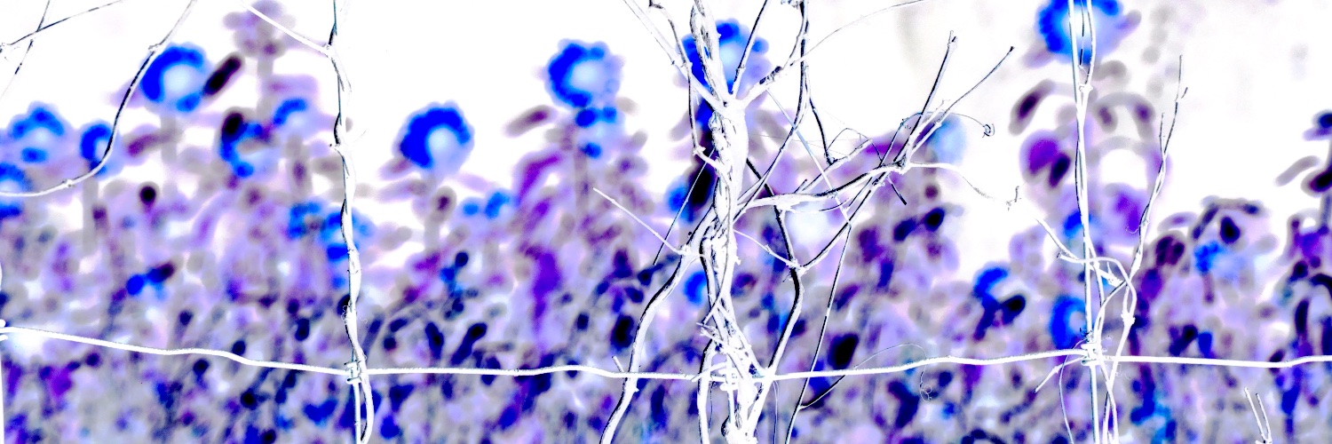 randi_ward's profile banner image