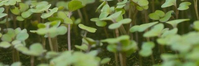 CW_UrbanFarms's profile banner image