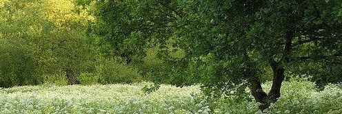 lvschrlie's profile banner image