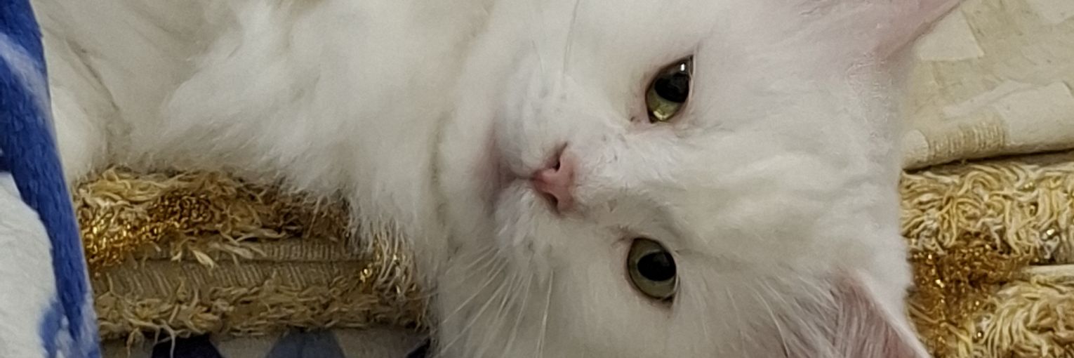fi banner