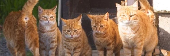 🐈猫川猫太郎😺 banner