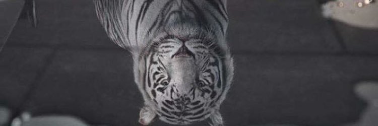 tangterr's profile banner image