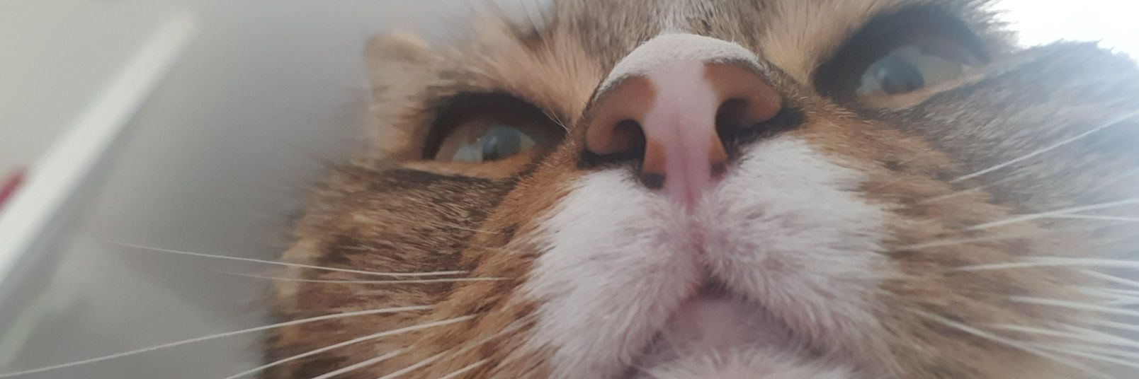 ( ͡° ͜ʖ ͡°)_/¯》ᴶᵃᶦ banner