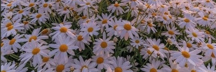 geo_stradella's profile banner image