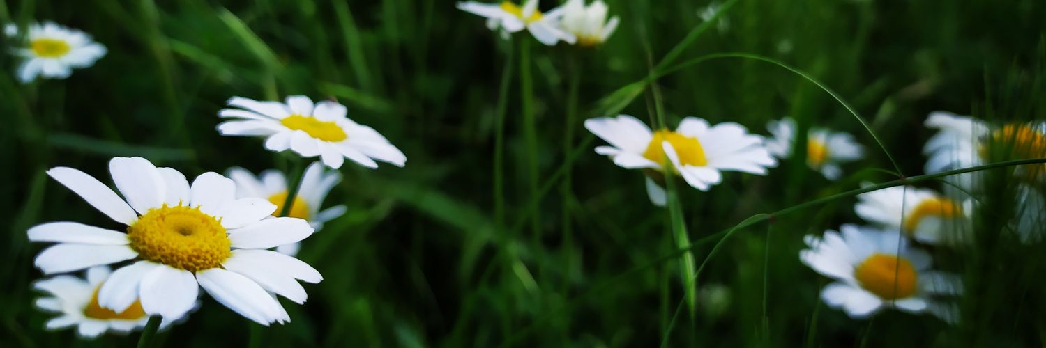 FatihTosun_'s profile banner image