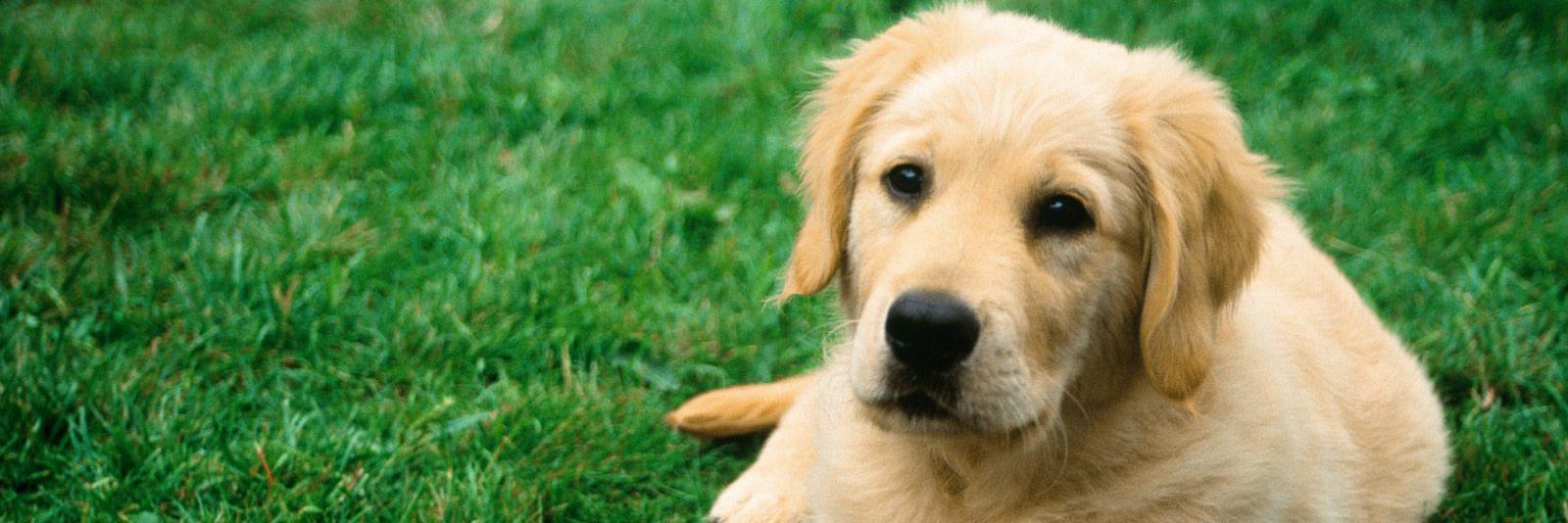 petgiftsplus's profile banner image