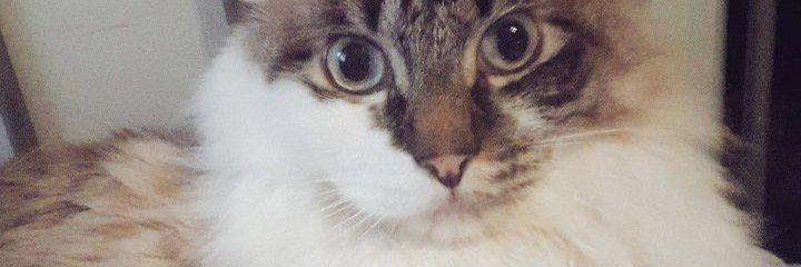 bln_gc's profile banner image