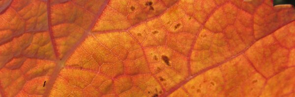 levindor1 Profile Banner