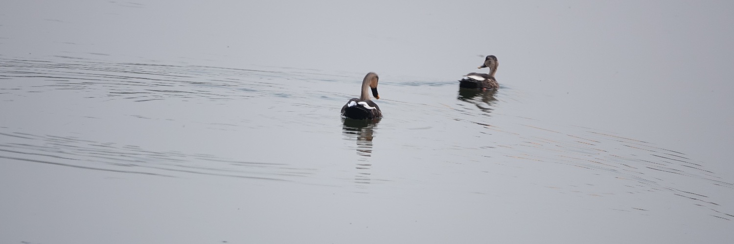 Dr. Reeteka Sud (Bluesky: reeteka.bsky.social) banner