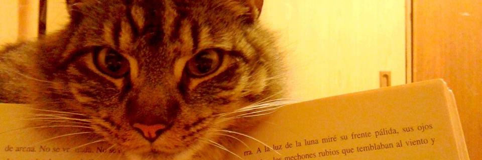Kita_cva's profile banner image