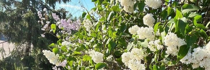HIMMILEY's profile banner image
