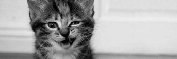 jwobbles13 Profile Banner