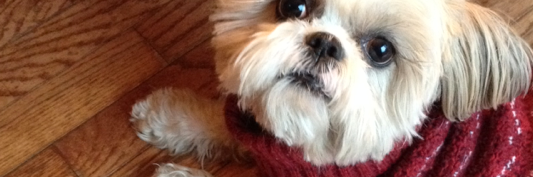 DaisyMorelli's profile banner image