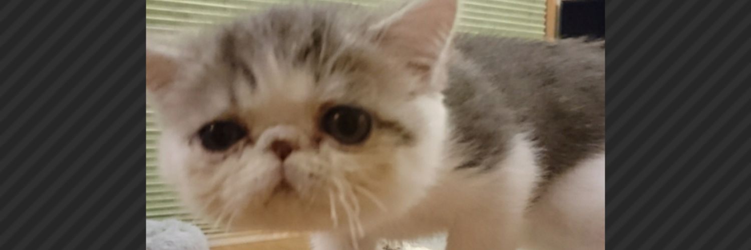 ocha_kateking's profile banner image
