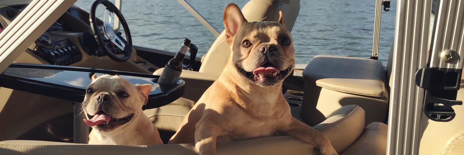 BanjoFrenchie's profile banner image