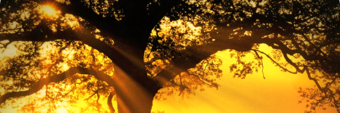 BethBlakely's profile banner image