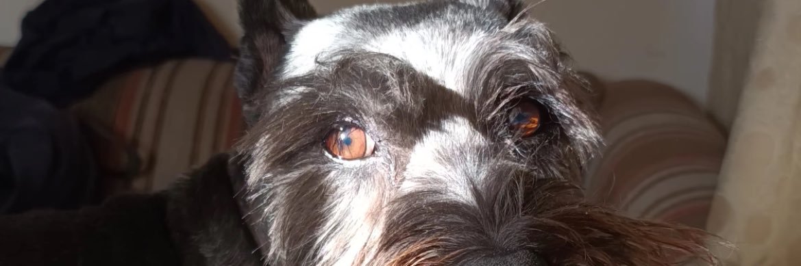 Alienlieth's profile banner image