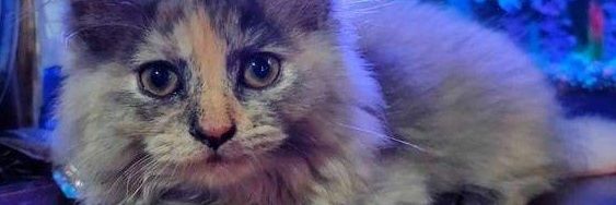 ImKatsss's profile banner image