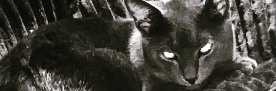 freshmangos's profile banner image