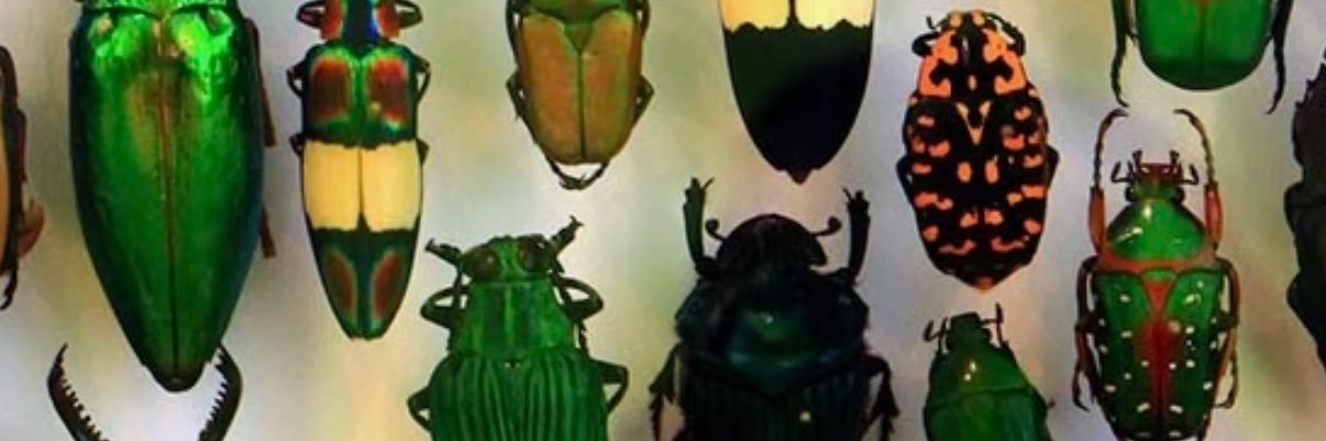 Jesscandancee's profile banner image