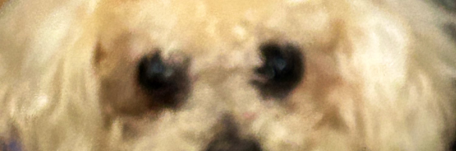 Monte🌈,Madison & Molly-3crazy toy poodles banner