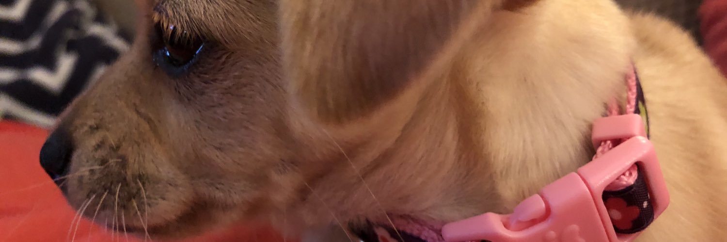 calliecat44's profile banner image