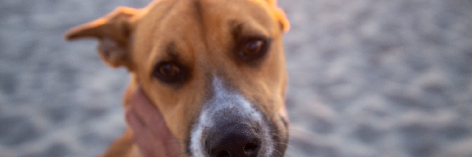 Br_Sprouts's profile banner image