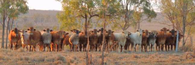Sonya Popowycz Comiskey 🇺🇦 banner