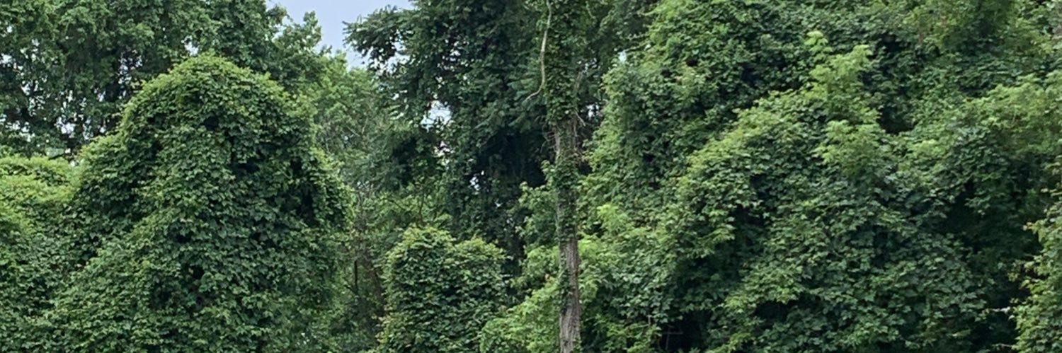 sotejr's profile banner image