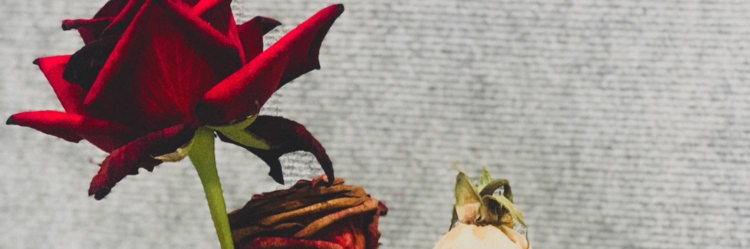 lynlyynn's profile banner image
