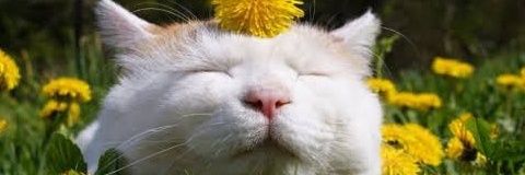 audintic's profile banner image