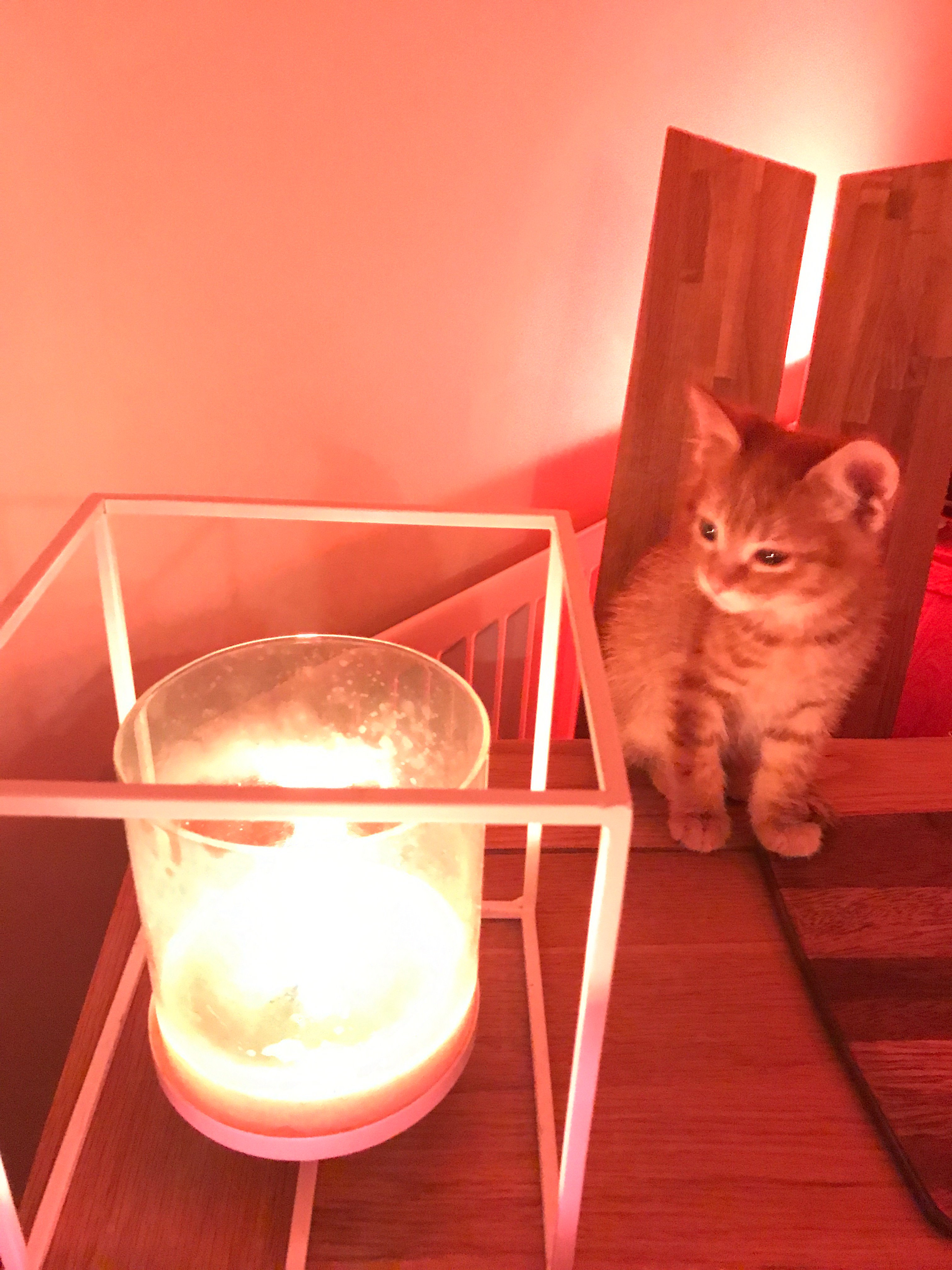 BanksyFeline's profile banner image