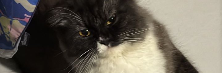 𝙨𝙪 ʕ •ᴥ• ʔ banner