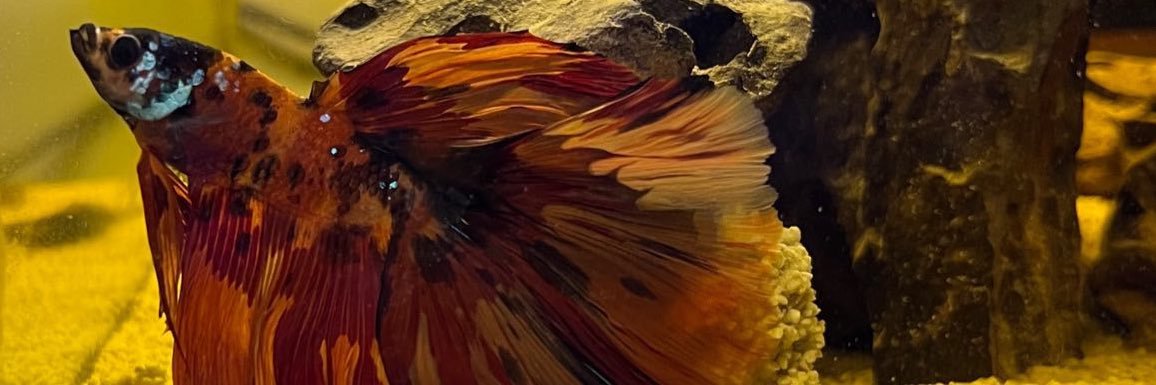 _RyanRobin's profile banner image