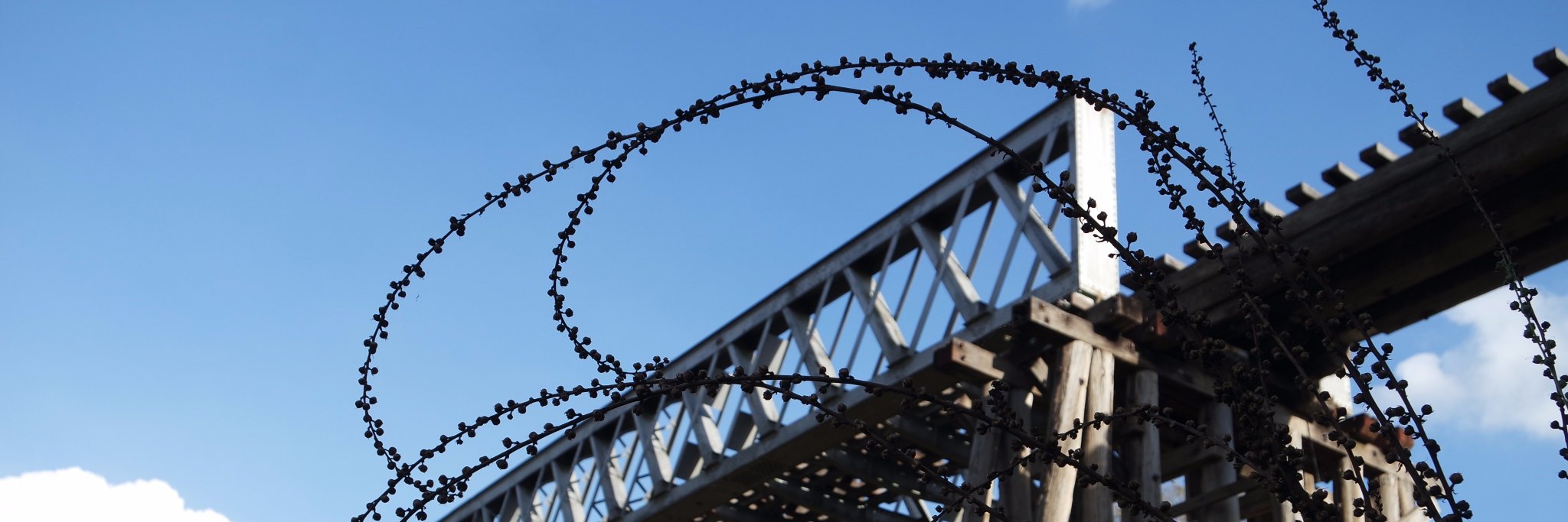 Jacinta Maxwell banner